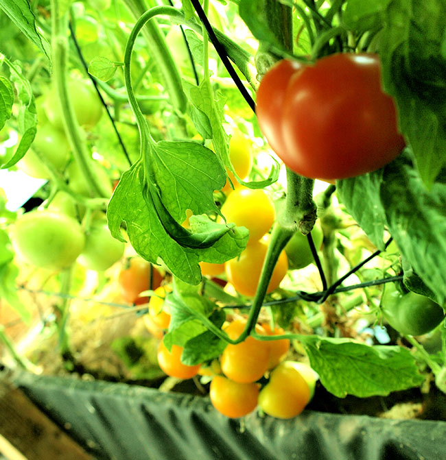 Aixponic | Aquaponic Aachen